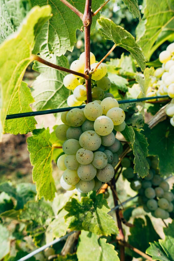 A cluster of white wine grapes hang from a vine at a vineyard.